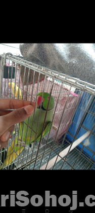 Ringneck টিয়া, কথা বলা